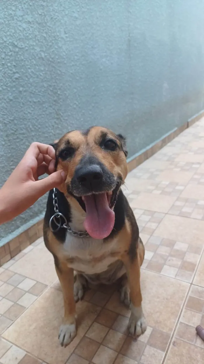 Cachorro ra a SRD-ViraLata idade 5 anos nome Athena 