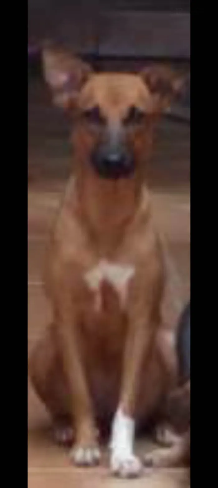 Cachorro ra a SRD-ViraLata idade 1 ano nome Brenda 