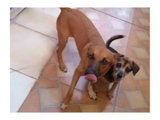 Cachorro ra a SRD-ViraLata idade 1 ano nome Brenda 