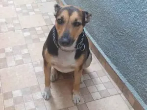 Cachorro raça SRD-ViraLata idade 5 anos nome Athena 