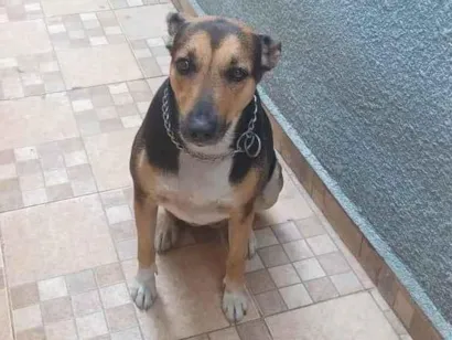 Cachorro raça SRD-ViraLata idade 5 anos nome Athena 