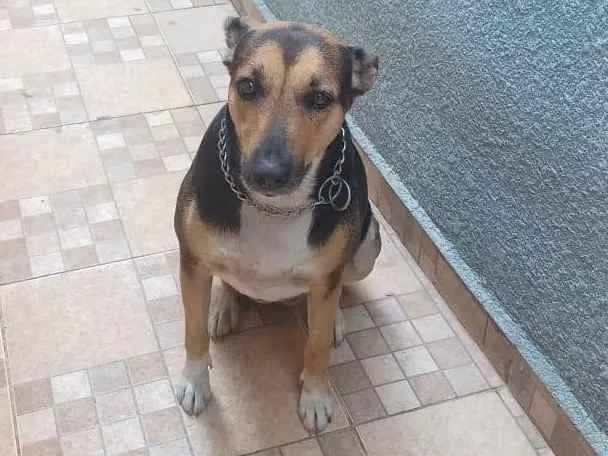 Cachorro ra a SRD-ViraLata idade 5 anos nome Athena 
