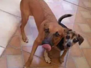 Cachorro raça SRD-ViraLata idade 1 ano nome Brenda 