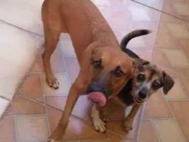 Cachorro raça SRD-ViraLata idade 1 ano nome Brenda 