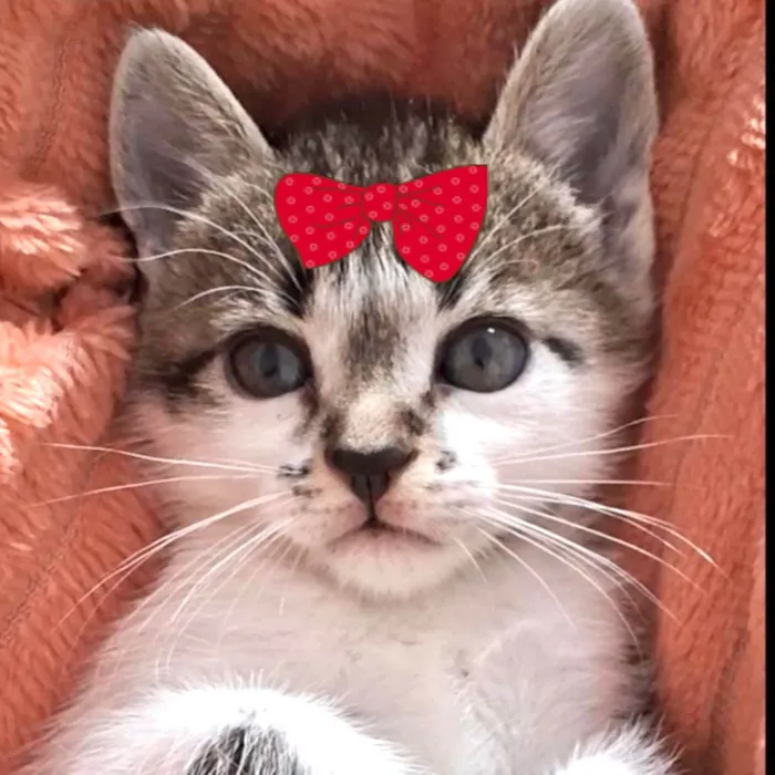Gato ra a SRD-ViraLata idade 2 a 6 meses nome Sofia 