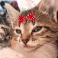 Belinha 