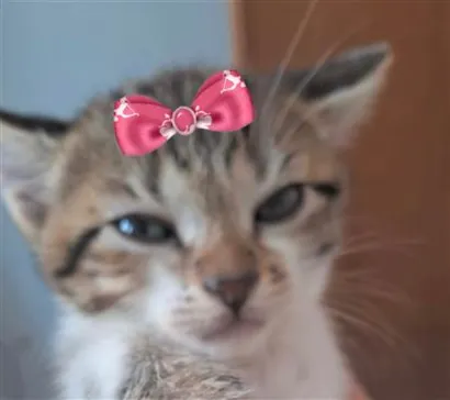 Gato raça SRD-ViraLata idade 2 a 6 meses nome Mia 