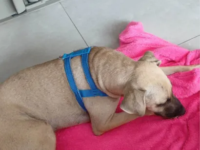 Cachorro raça SRD-ViraLata idade 1 ano nome Andréa/Aline
