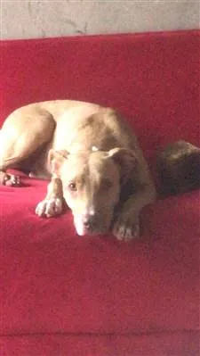 Cachorro raça SRD-ViraLata idade 1 ano nome Pietra 