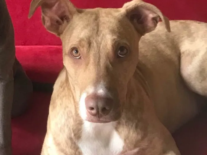 Cachorro ra a SRD-ViraLata idade 1 ano nome Pietra 