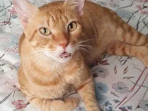 Gato raça SRD-ViraLata idade 4 anos nome FRANCISCO 