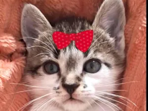 Gato raça SRD-ViraLata idade 2 a 6 meses nome Sofia 