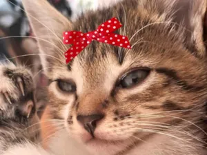 Gato raça SRD-ViraLata idade 2 a 6 meses nome Belinha 