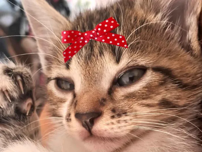 Gato ra a SRD-ViraLata idade 2 a 6 meses nome Belinha 