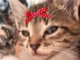 Belinha