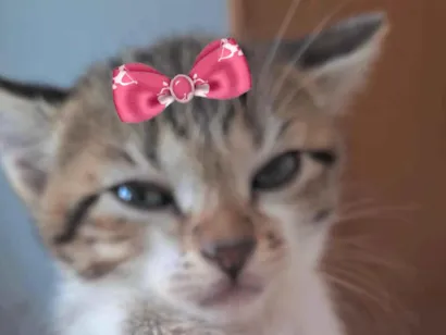 Gato raça SRD-ViraLata idade 2 a 6 meses nome Mia 