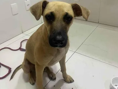Cachorro raça SRD-ViraLata idade 1 ano nome Andréa/Aline