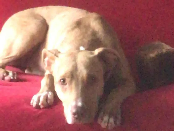 Cachorro ra a SRD-ViraLata idade 1 ano nome Pietra 