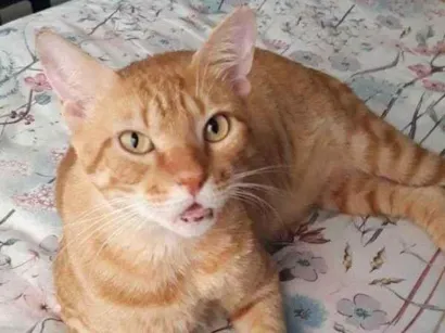 Gato raça SRD-ViraLata idade 4 anos nome FRANCISCO 