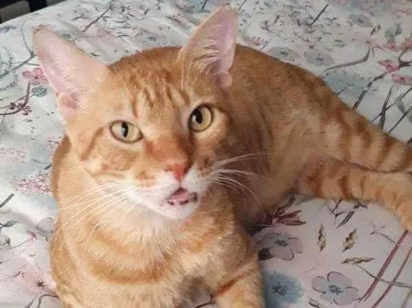 Gato ra a SRD-ViraLata idade 4 anos nome FRANCISCO 