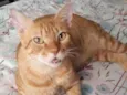 FRANCISCO