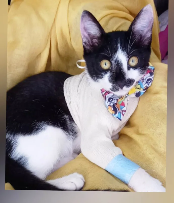 Gato ra a SRD-ViraLata idade 2 a 6 meses nome Flash