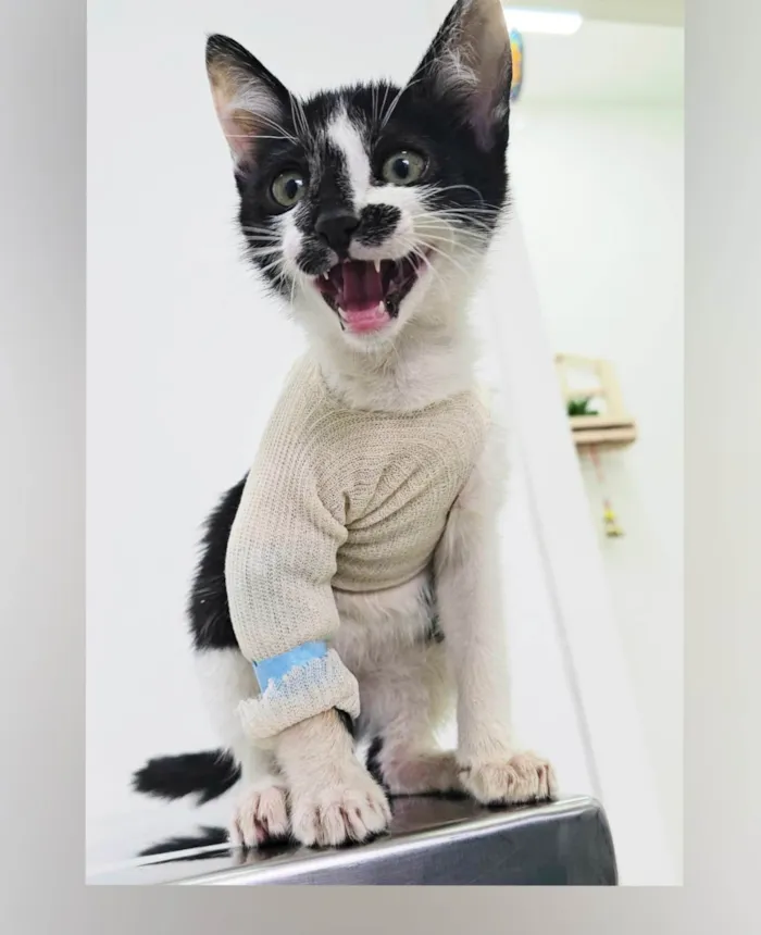 Gato ra a SRD-ViraLata idade 2 a 6 meses nome Flash