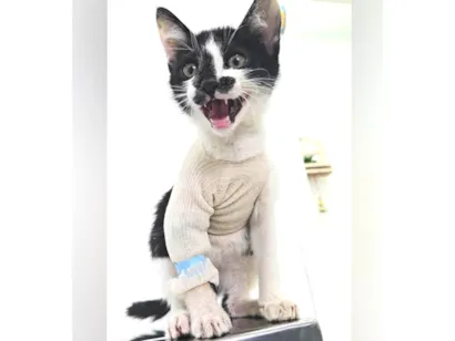 Gato raça SRD-ViraLata idade 2 a 6 meses nome Flash