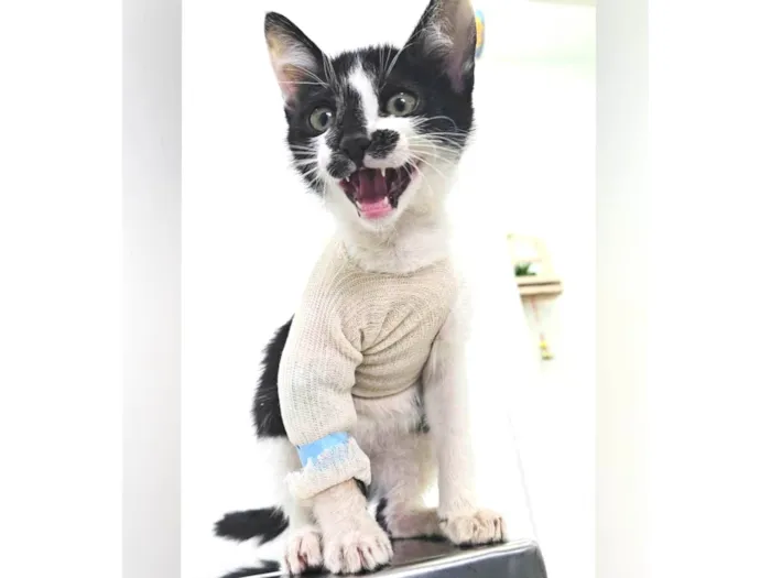 Gato ra a SRD-ViraLata idade 2 a 6 meses nome Flash