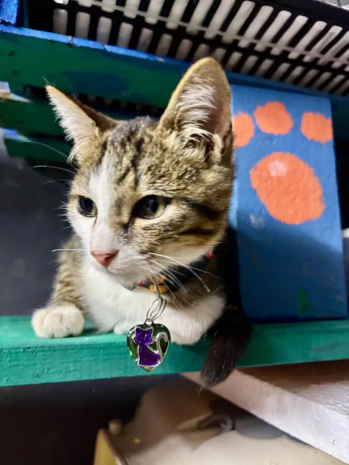 Gato ra a SRD-ViraLata idade 2 a 6 meses nome Petisco 
