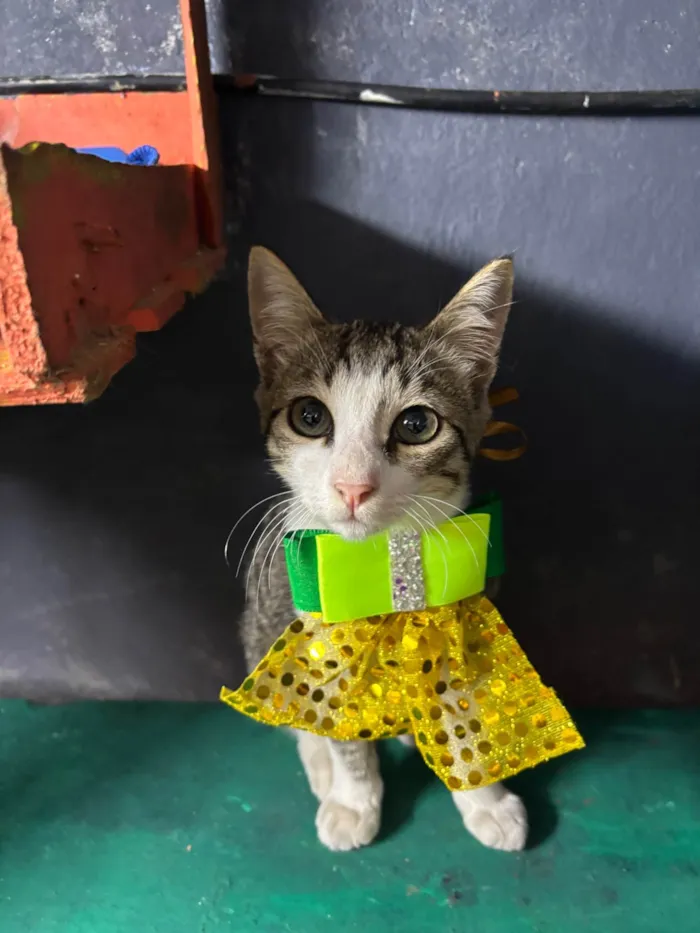 Gato ra a SRD-ViraLata idade 2 a 6 meses nome Petisco 