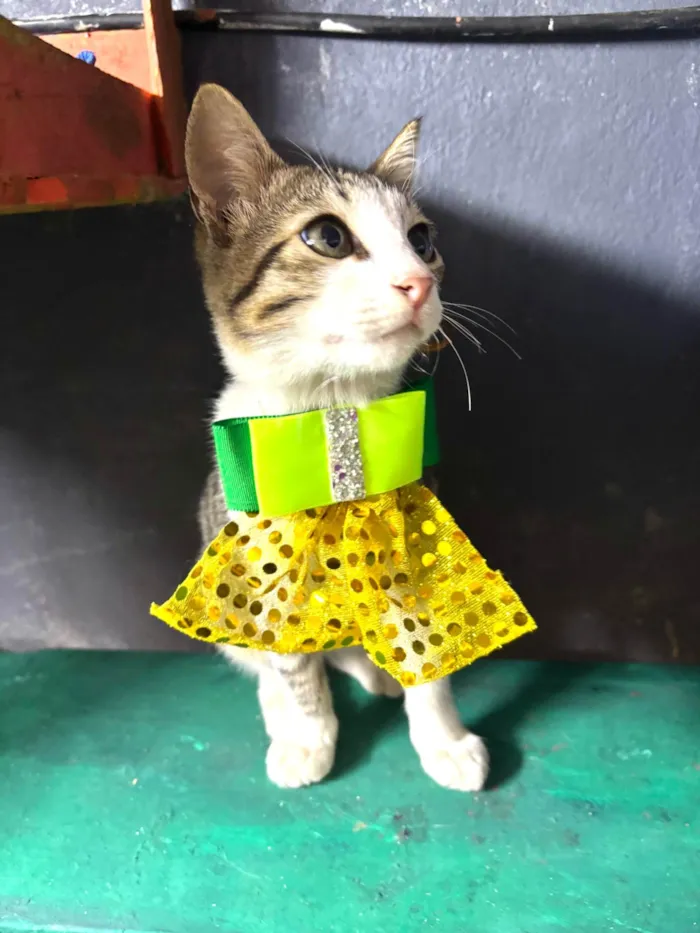 Gato ra a SRD-ViraLata idade 2 a 6 meses nome Petisco 