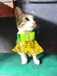 Petisco