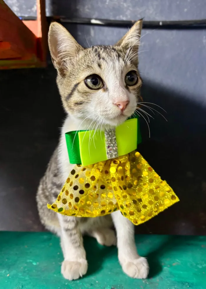 Gato ra a SRD-ViraLata idade 2 a 6 meses nome Petisco 
