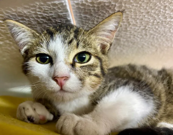 Gato ra a SRD-ViraLata idade 2 a 6 meses nome Petisco 