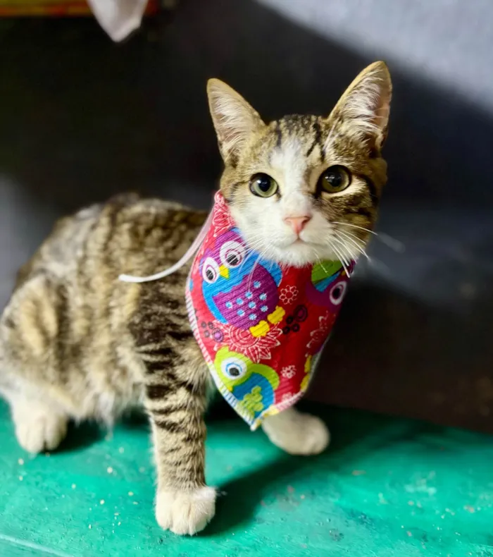 Gato ra a SRD-ViraLata idade 2 a 6 meses nome Petisco 