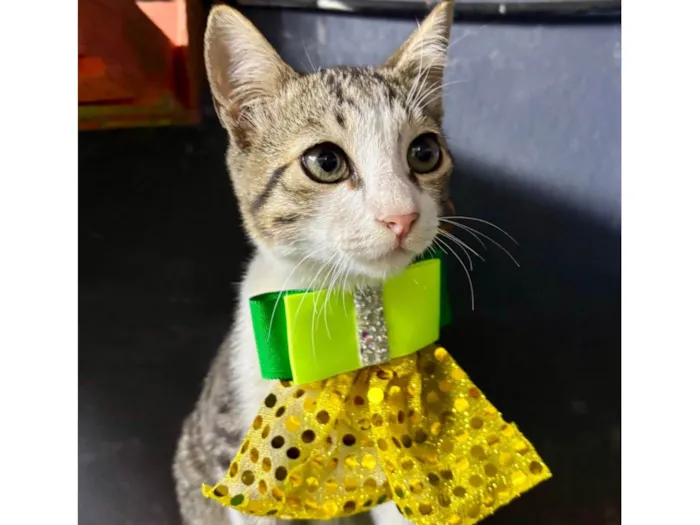 Gato ra a SRD-ViraLata idade 2 a 6 meses nome Petisco 