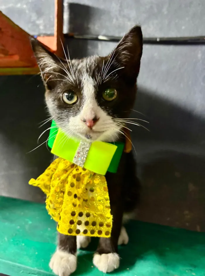 Gato ra a SRD-ViraLata idade 2 a 6 meses nome Théo