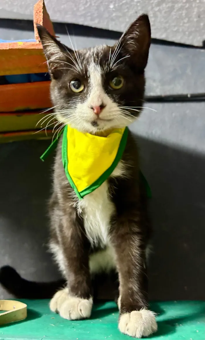 Gato ra a SRD-ViraLata idade 2 a 6 meses nome Théo