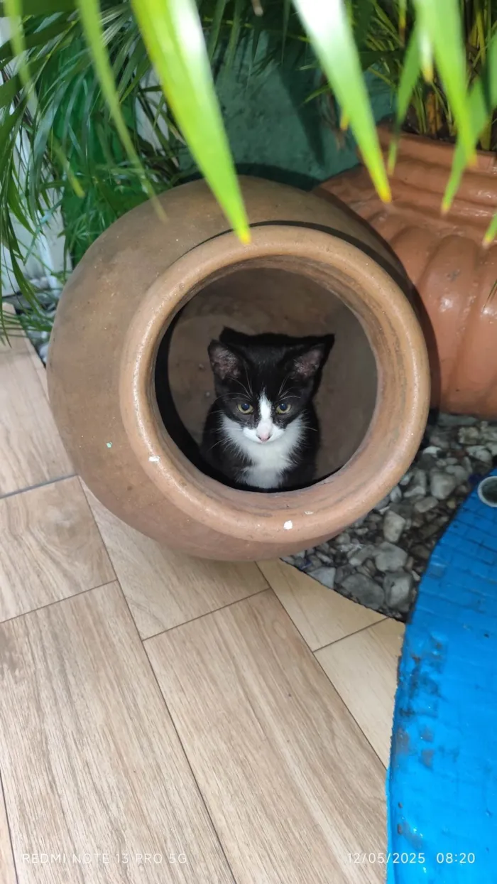 Gato ra a SRD-ViraLata idade 2 a 6 meses nome Théo