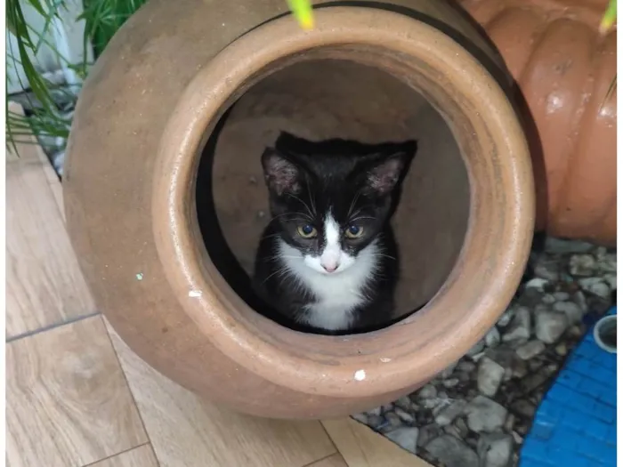 Gato ra a SRD-ViraLata idade 2 a 6 meses nome Théo