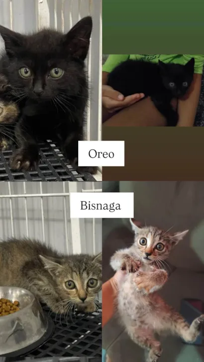 Gato raça SRD-ViraLata idade Abaixo de 2 meses nome Oreo e Bisnaga 