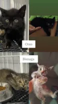 Oreo e Bisnaga
