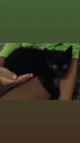 Oreo e Bisnaga 