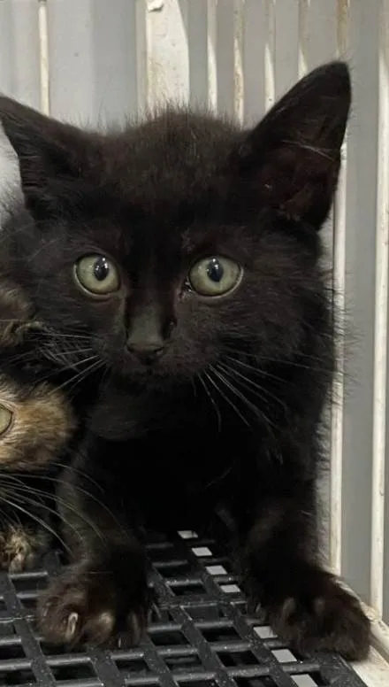 Gato ra a SRD-ViraLata idade Abaixo de 2 meses nome Oreo e Bisnaga 