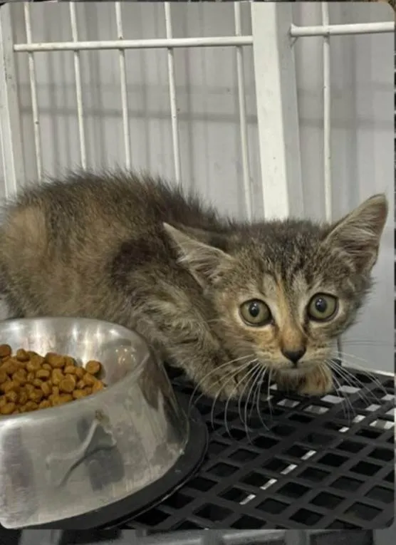 Gato ra a SRD-ViraLata idade Abaixo de 2 meses nome Oreo e Bisnaga 