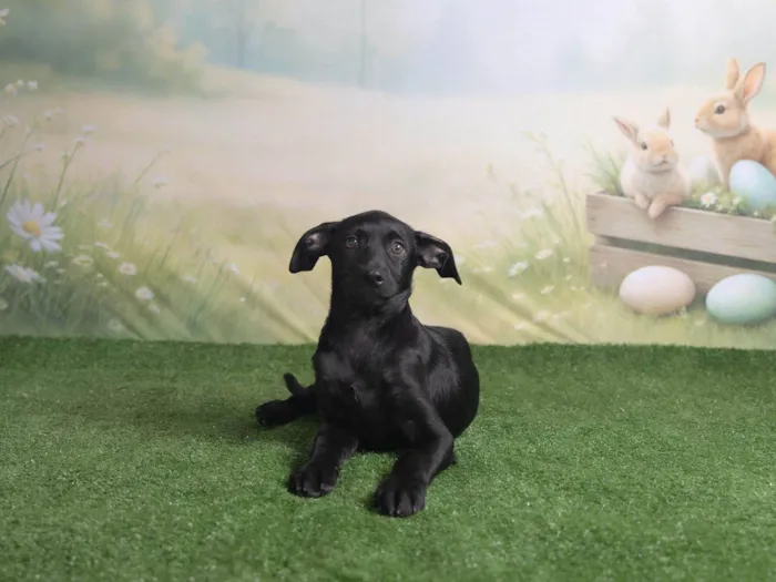 Cachorro ra a SRD-ViraLata idade 2 a 6 meses nome Christian 