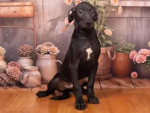 Cachorro raça SRD-ViraLata idade 2 a 6 meses nome Bento 