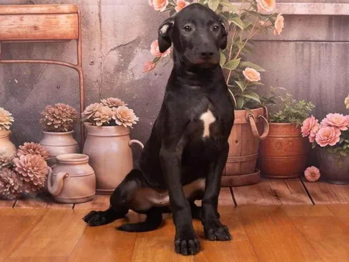 Cachorro ra a SRD-ViraLata idade 2 a 6 meses nome Bento 