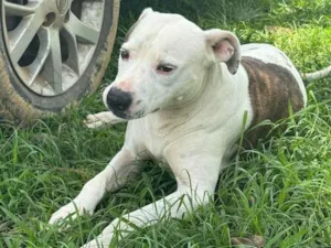 Cachorro raça Pit-Bull idade 2 anos nome Theo 